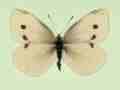 Pieris rapae female (aberrant form divisa) (Internet Image property of respective owner, non-commercial use only)